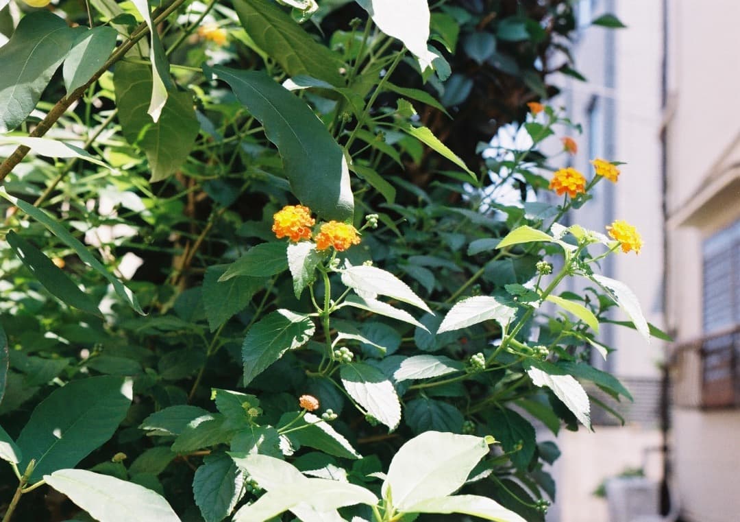 動作品・実写確認済 MINOLTA XD＋MD ROKKOR 50mm f1.7