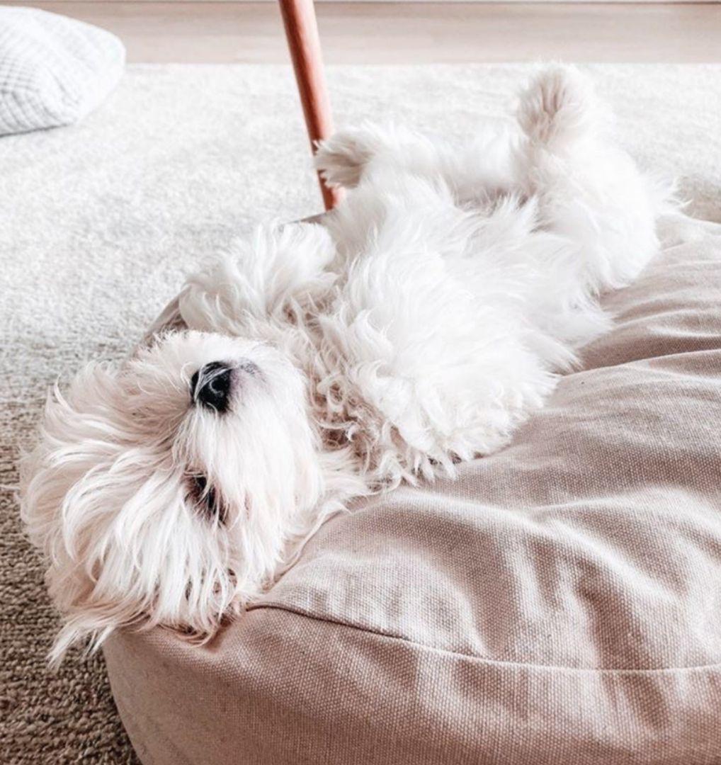 tadazhi タダシ ポエスパスベッド ラウンドベッド 犬 ベッド クッション