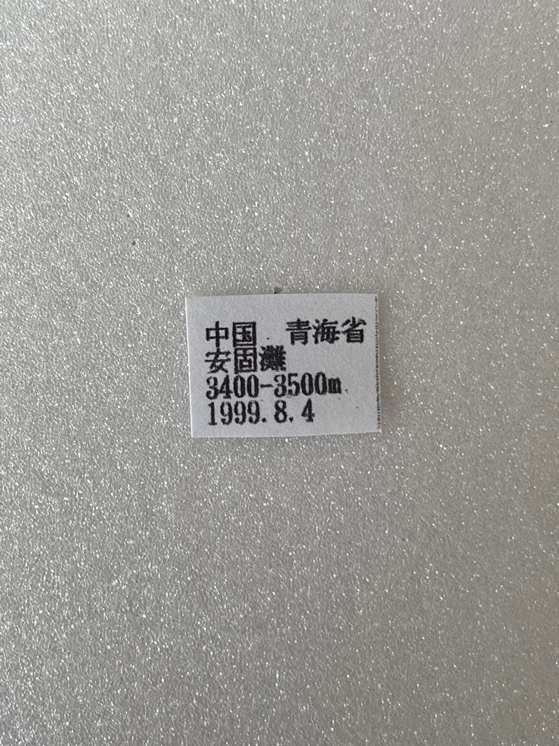 【蝶標本】パルナシウス・ノミオン・コイワヤイ （1オス  中国/青海省産）