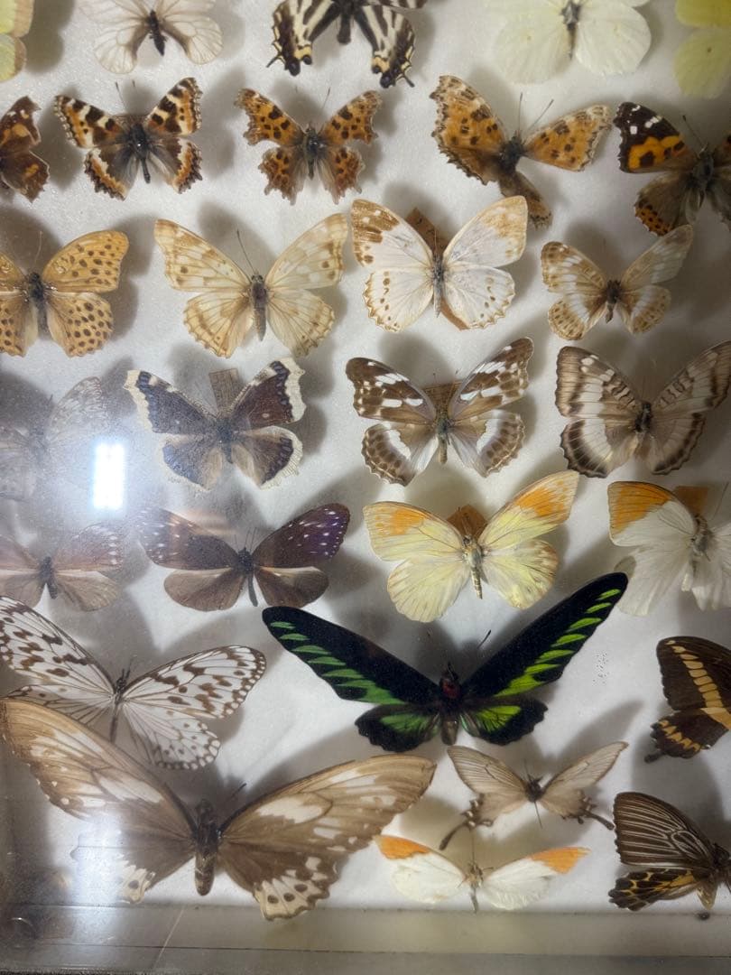 蝶の標本 2ケースセットまとめ売り