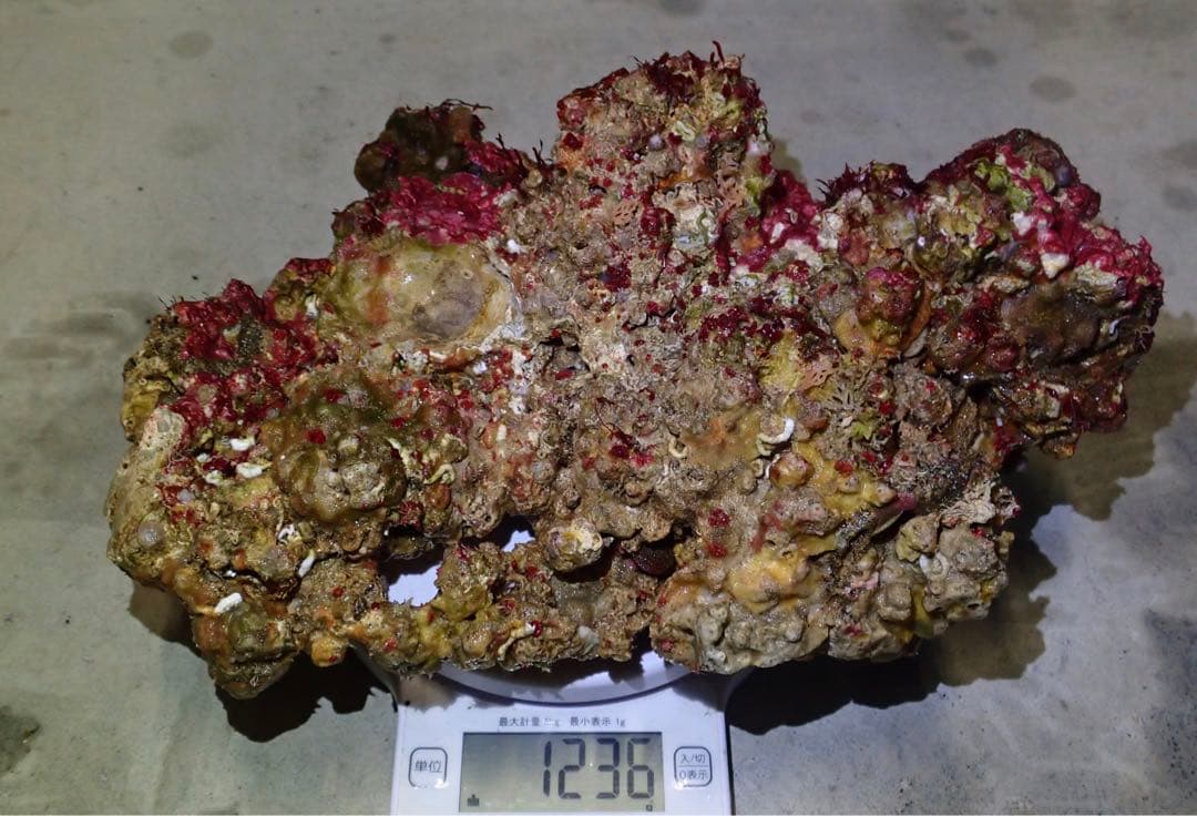 ライブロック　約4.6kg