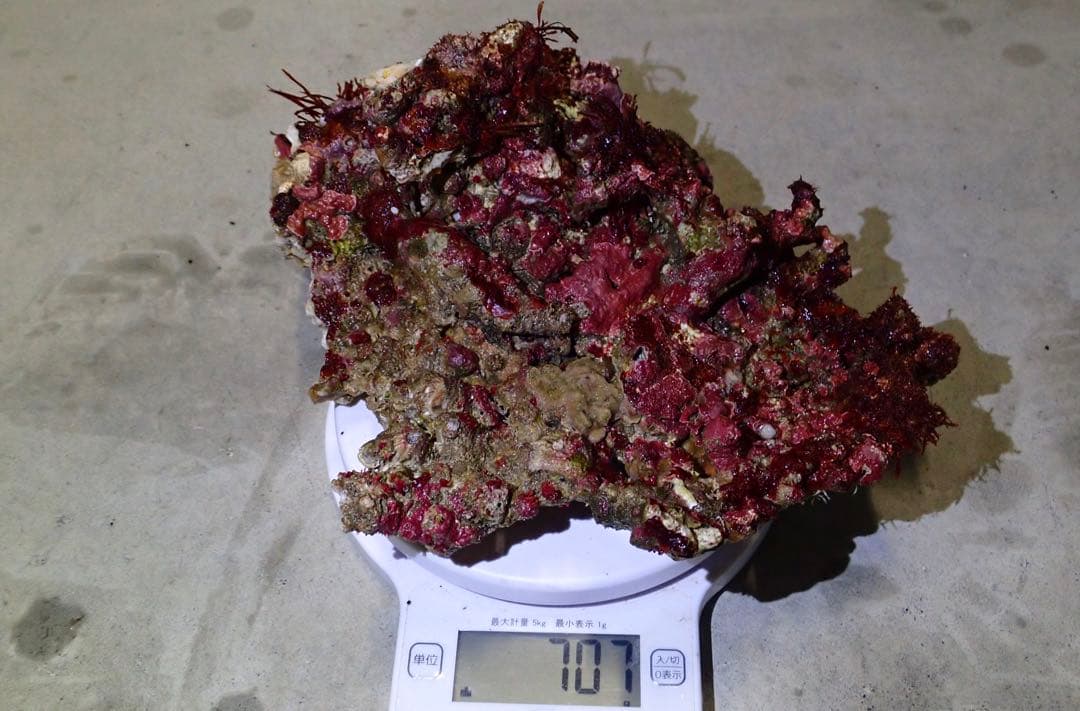 ライブロック　約4.6kg