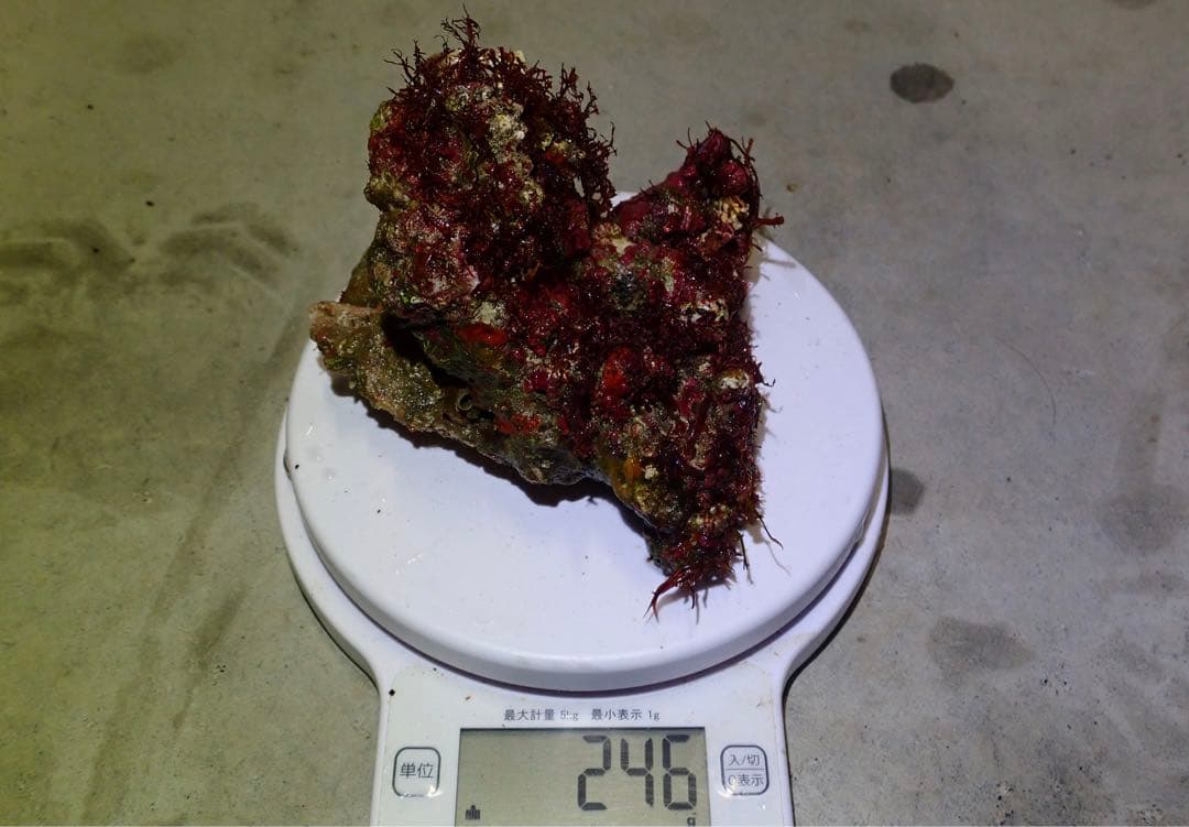 ライブロック　約4.6kg