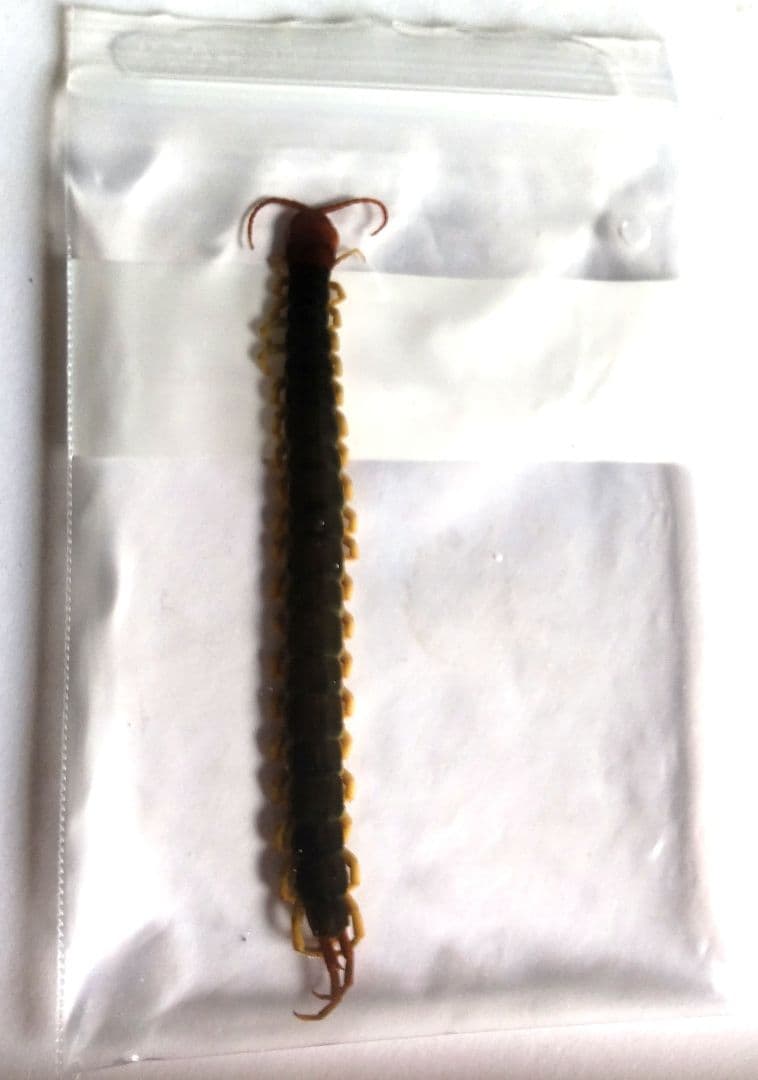 12cm 巨大化 ムカデ の 標本