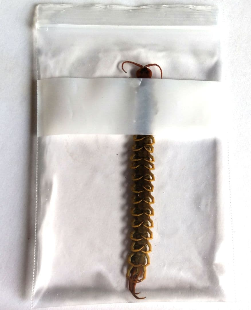 12cm 巨大化 ムカデ の 標本