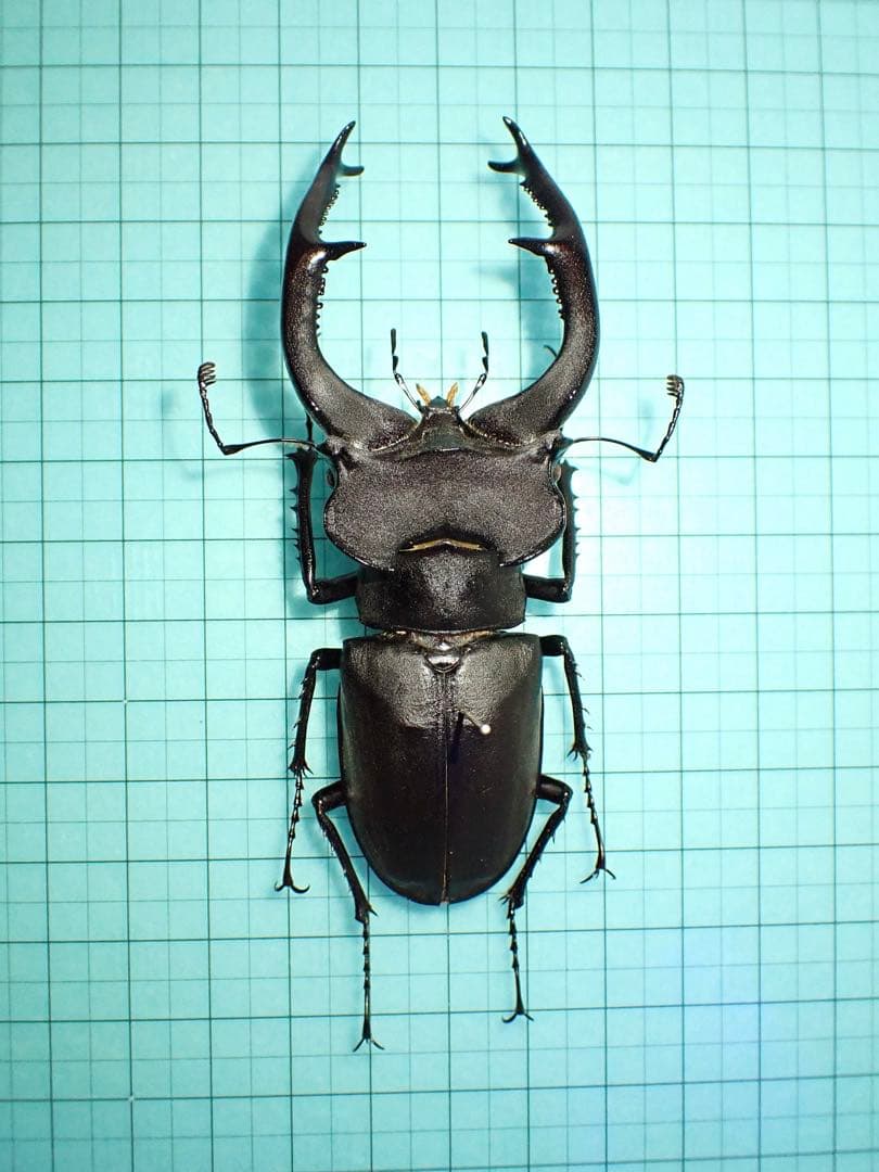 【標本】ユダイクスミヤマクワガタ　トルコ産　91.8ミリ　飼育品