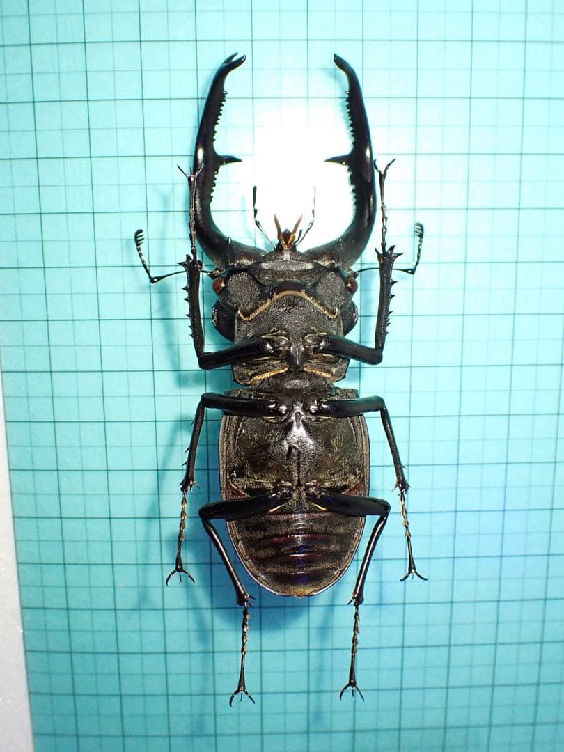 【標本】ユダイクスミヤマクワガタ　トルコ産　91.8ミリ　飼育品