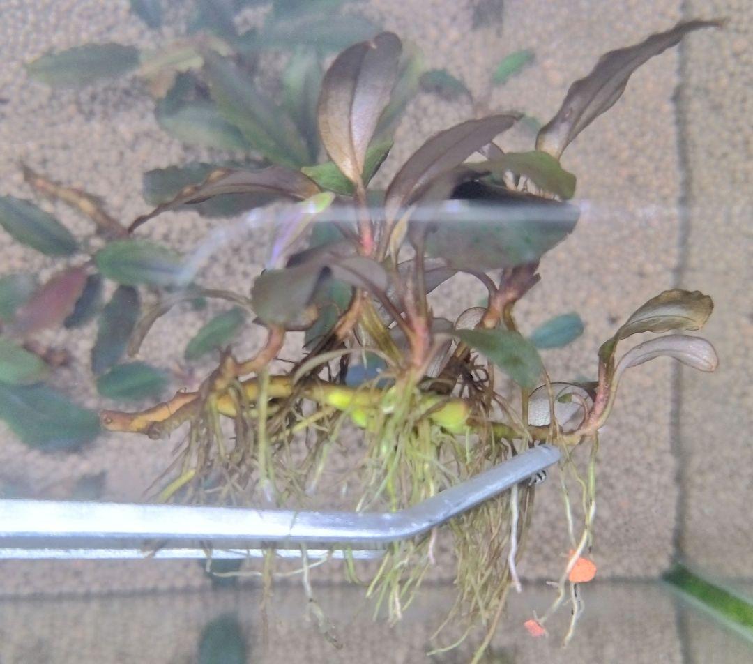 ブセファランドラspブラックロックヘレナ 　 3群生株