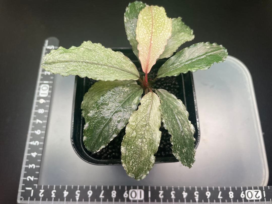 k*m様 ブセファランドラ sp ピンクバリエガータ[水上育成]