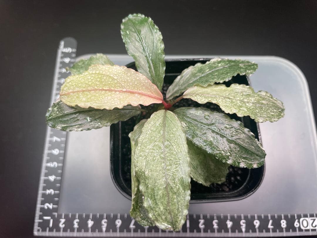 k*m様 ブセファランドラ sp ピンクバリエガータ[水上育成]