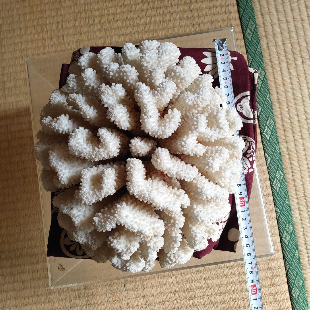 大きいさんご サンゴ礁　珊瑚礁　白珊瑚　オブジェ　飾り珊瑚