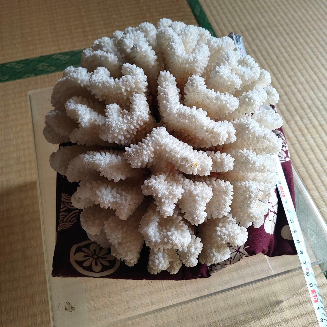 大きいさんご サンゴ礁　珊瑚礁　白珊瑚　オブジェ　飾り珊瑚