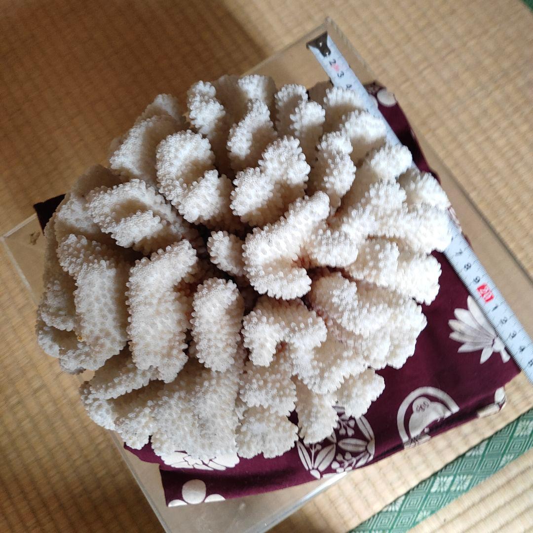 大きいさんご サンゴ礁　珊瑚礁　白珊瑚　オブジェ　飾り珊瑚