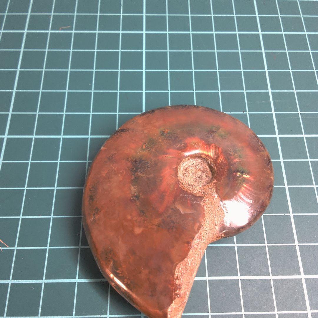 小物１ アンモナイト化石 赤褐色
