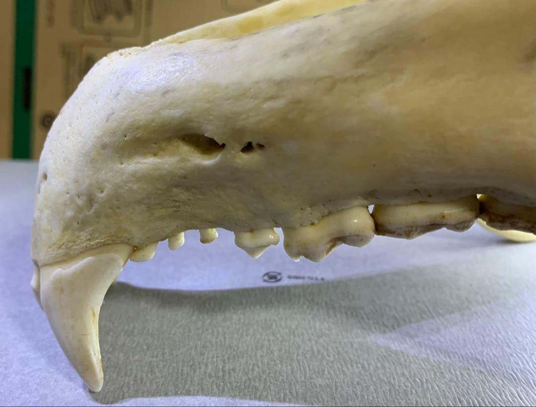 熊の牙 下顎 特大です