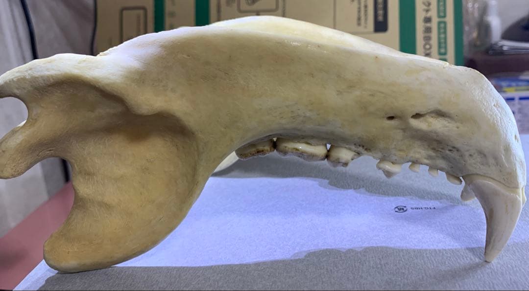 熊の牙 下顎 特大です