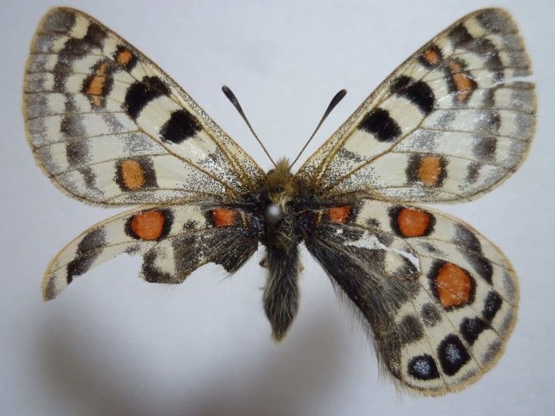 【外国産蝶標本】アッコウスバ♂/青海省産/50mm