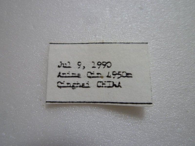 【外国産蝶標本】アッコウスバ♂/青海省産/50mm