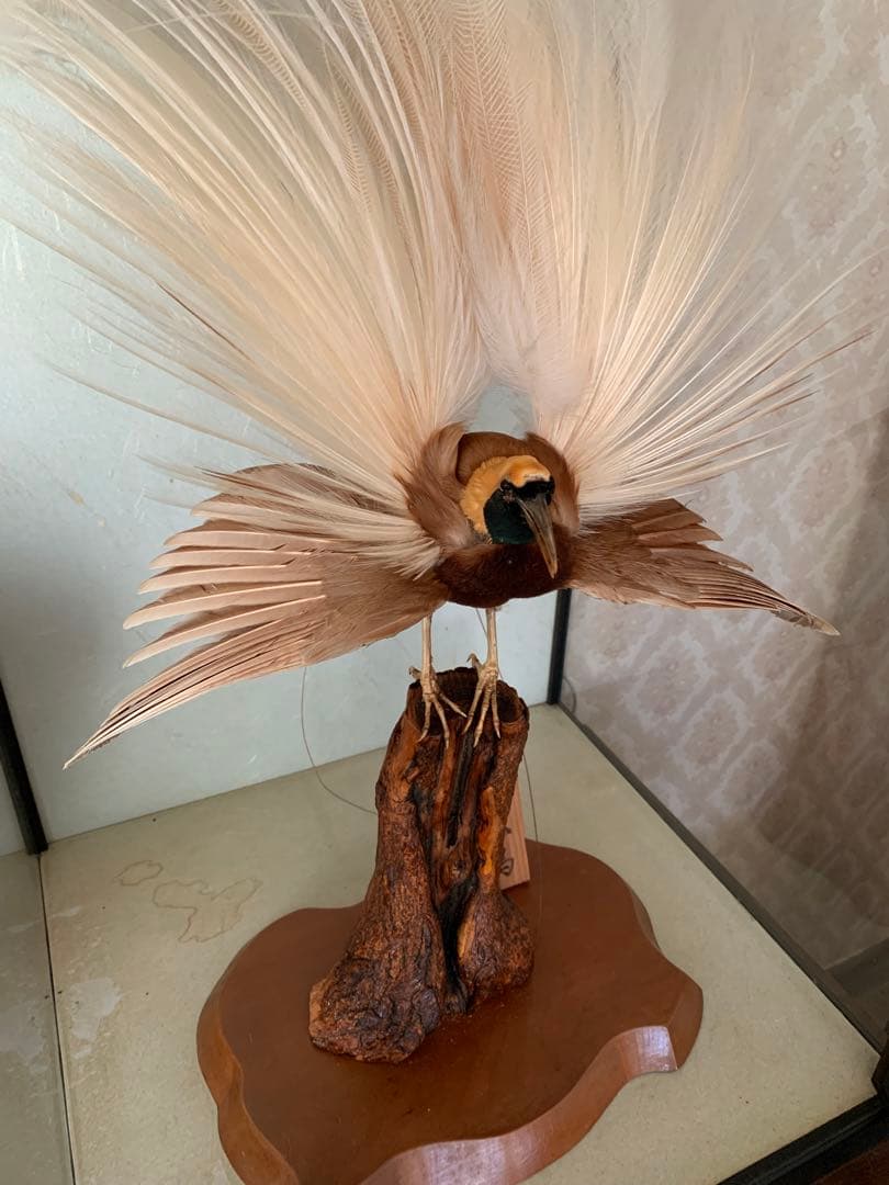 風鳥 極楽鳥 剥製 インテリア アンティーク レトロ ヴィンテージ アート