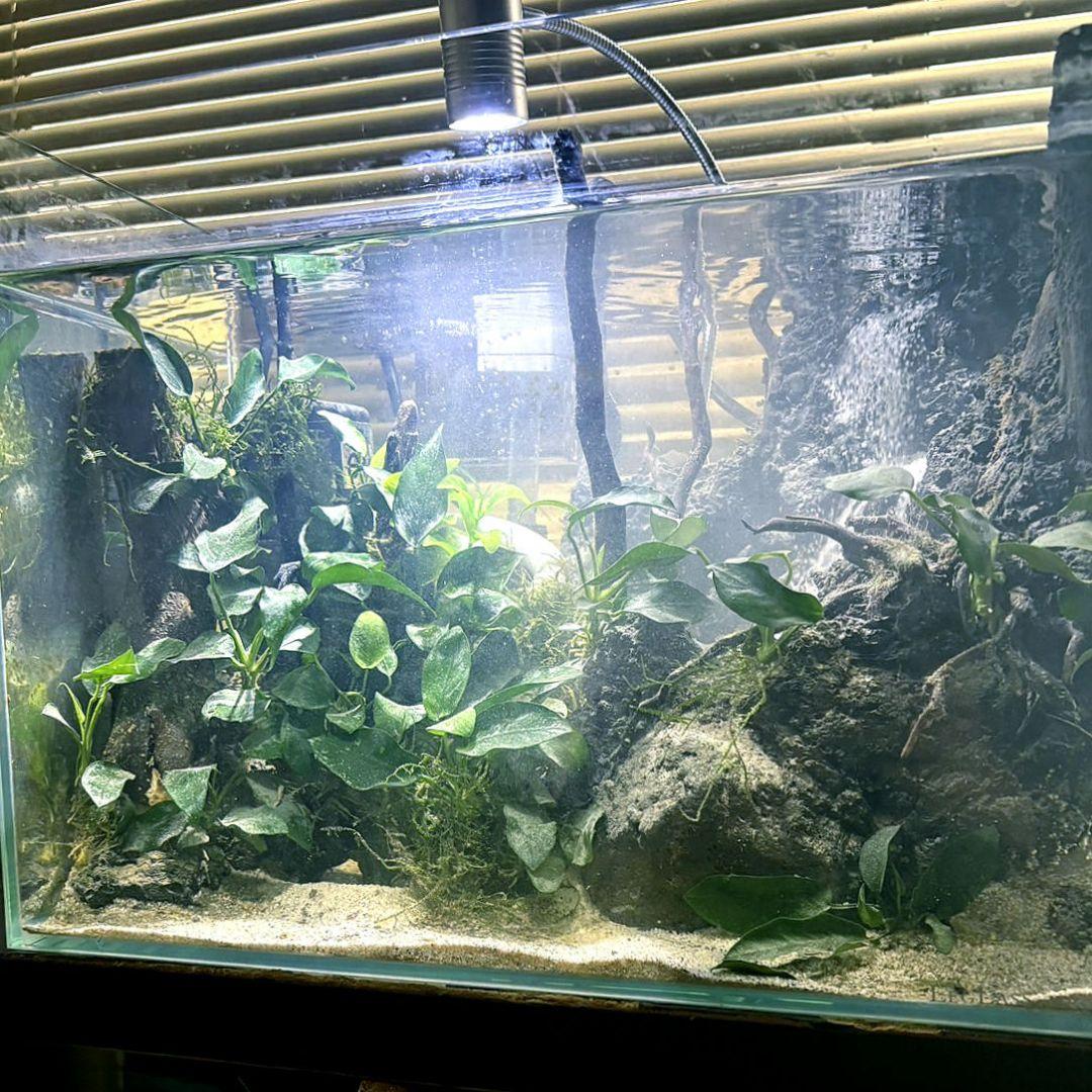 砂の滝の流れるアクアテラリウム　アクアリウム　No.1137