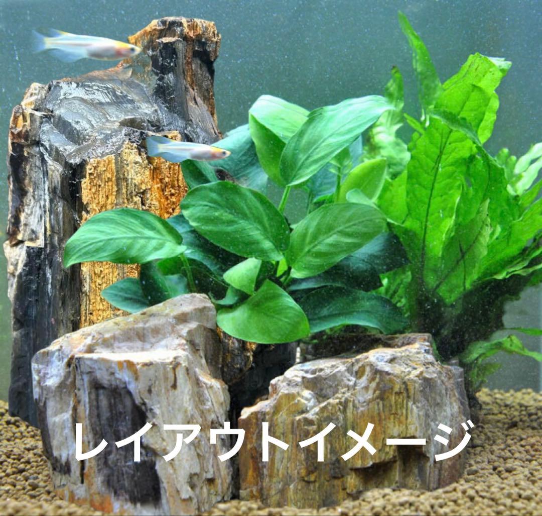 北海道　遠軽町瀬戸瀬産　特大　木化石　パワーストーン　5.4kg アクアリウム