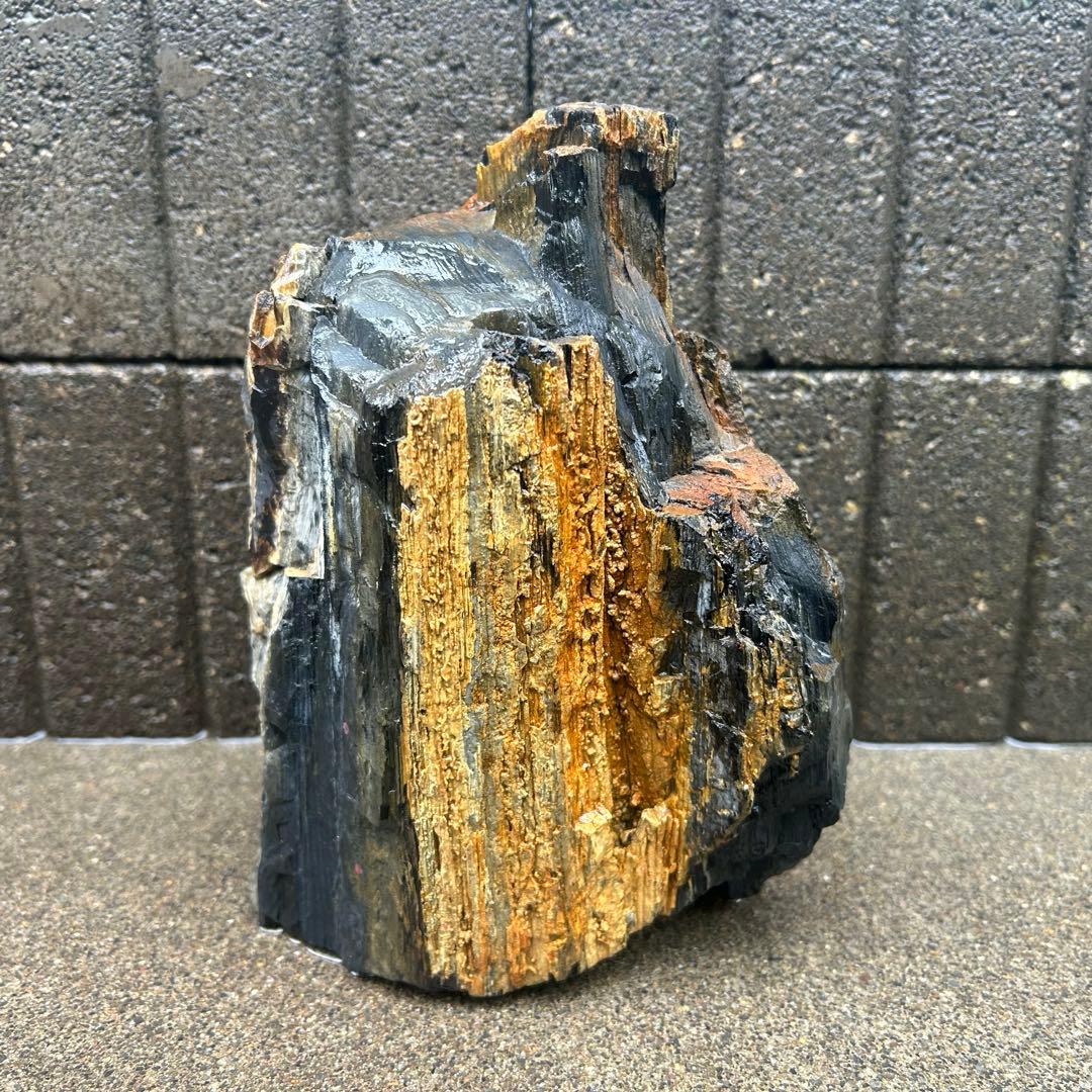 北海道　遠軽町瀬戸瀬産　特大　木化石　パワーストーン　5.4kg アクアリウム