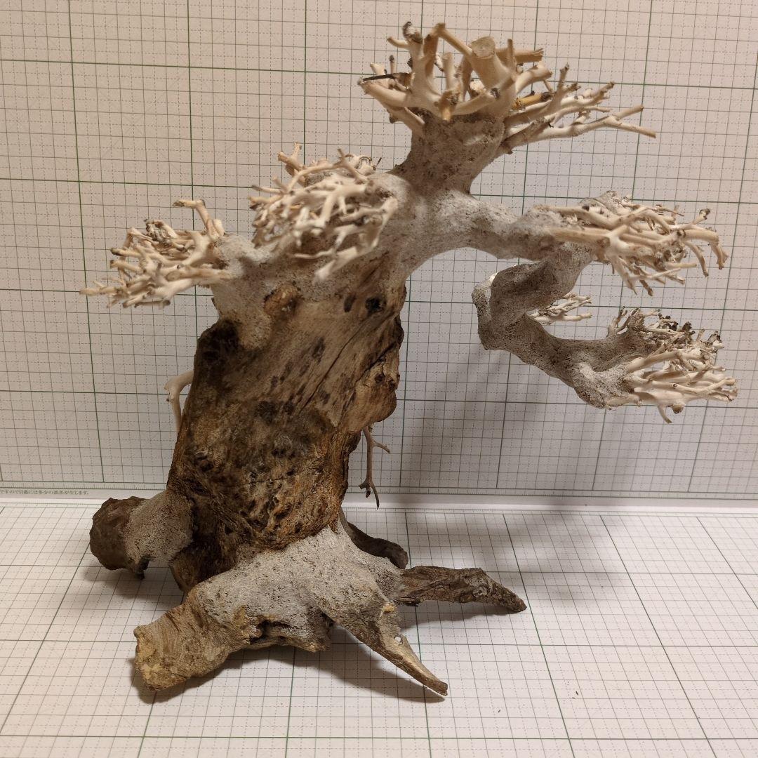 水槽用　盆栽流木