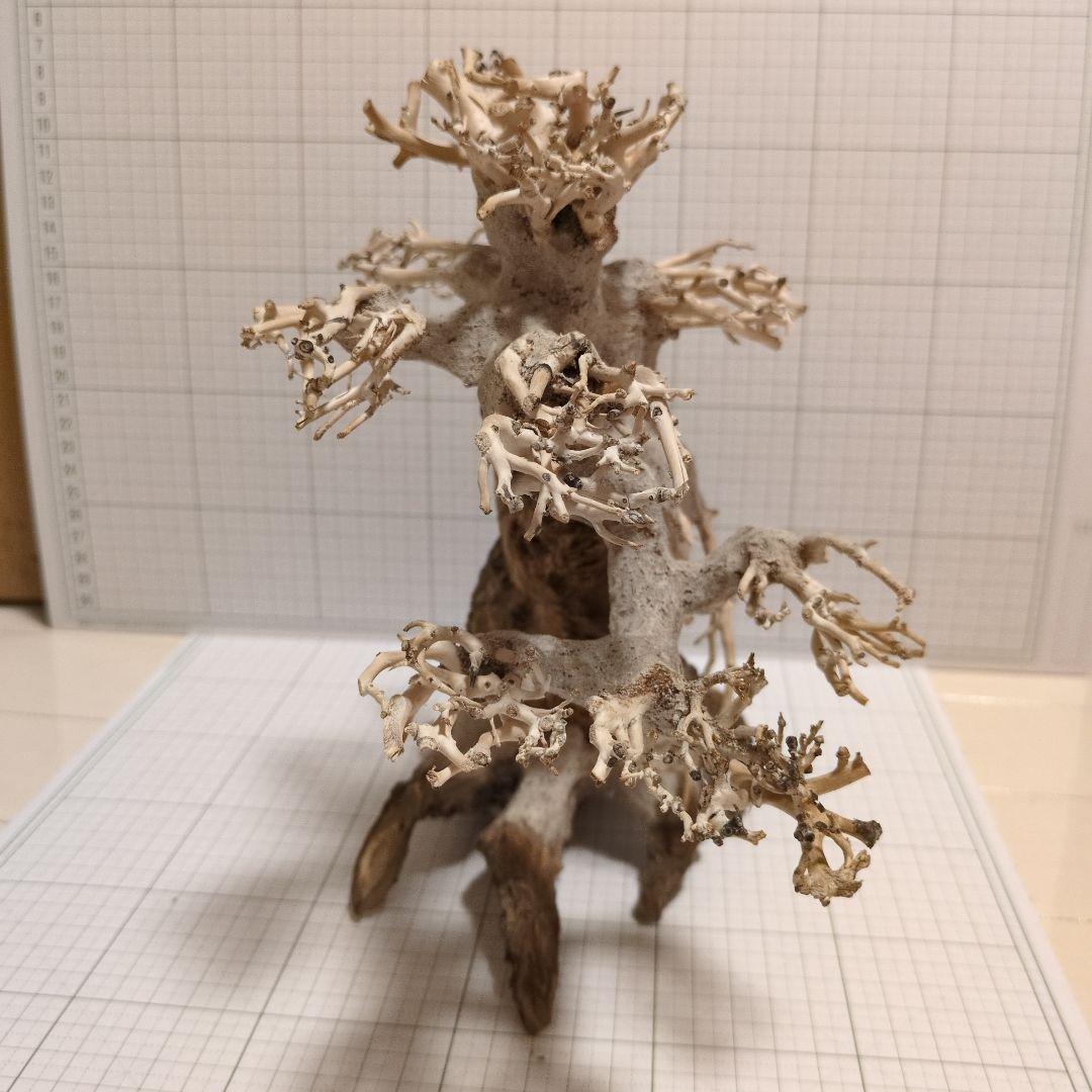 水槽用　盆栽流木