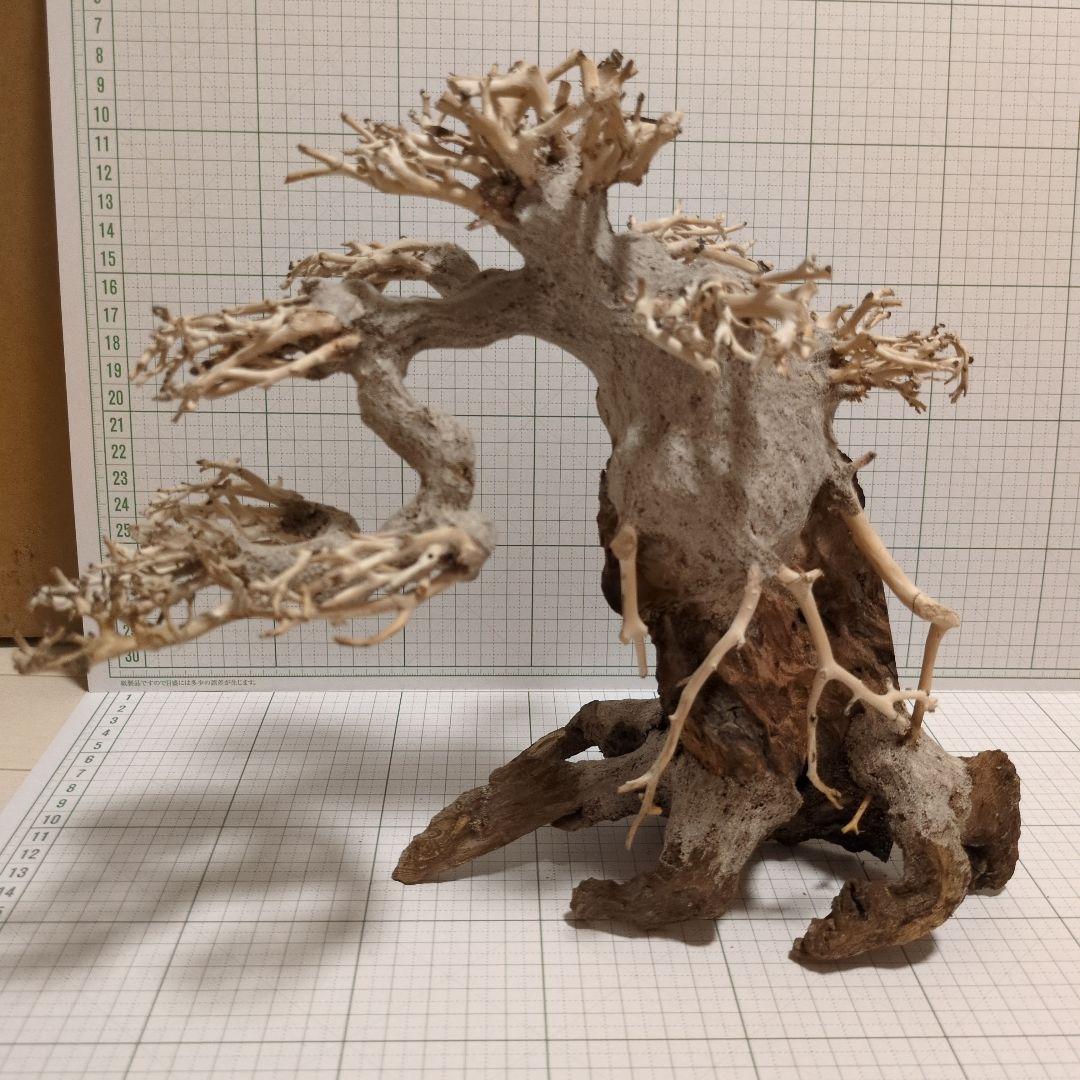 水槽用　盆栽流木
