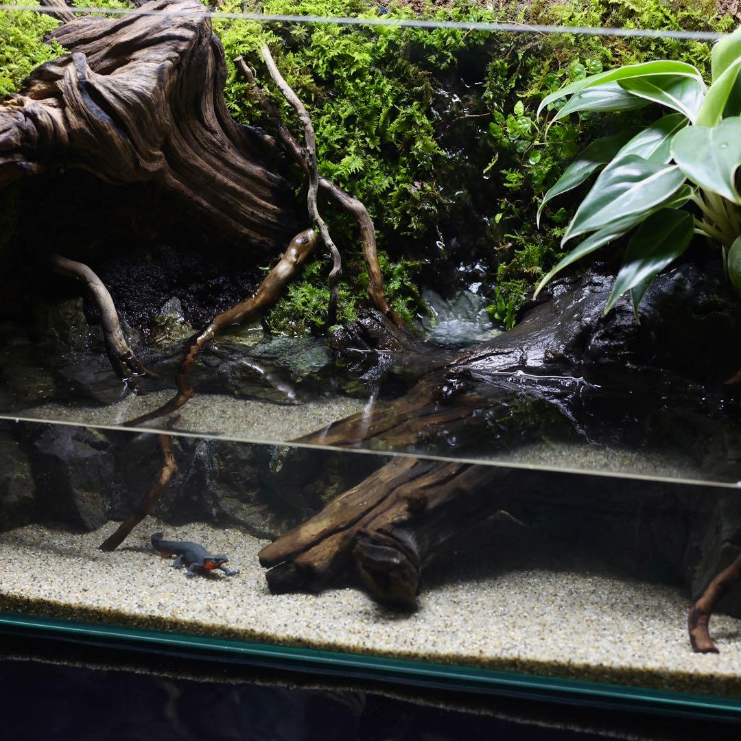 格安レイアウト水槽　イモリウム　アクアテラリウム