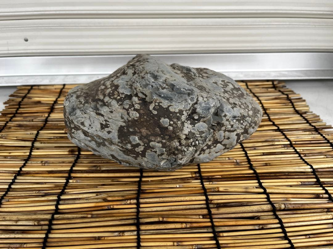 佐治石〈26〉【Taiyoメダカ】