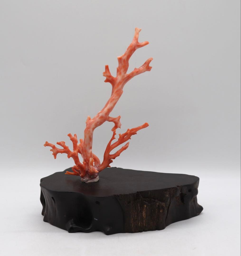 本珊瑚　黒柿台　桃色珊瑚　置物　960g 送料込み250731