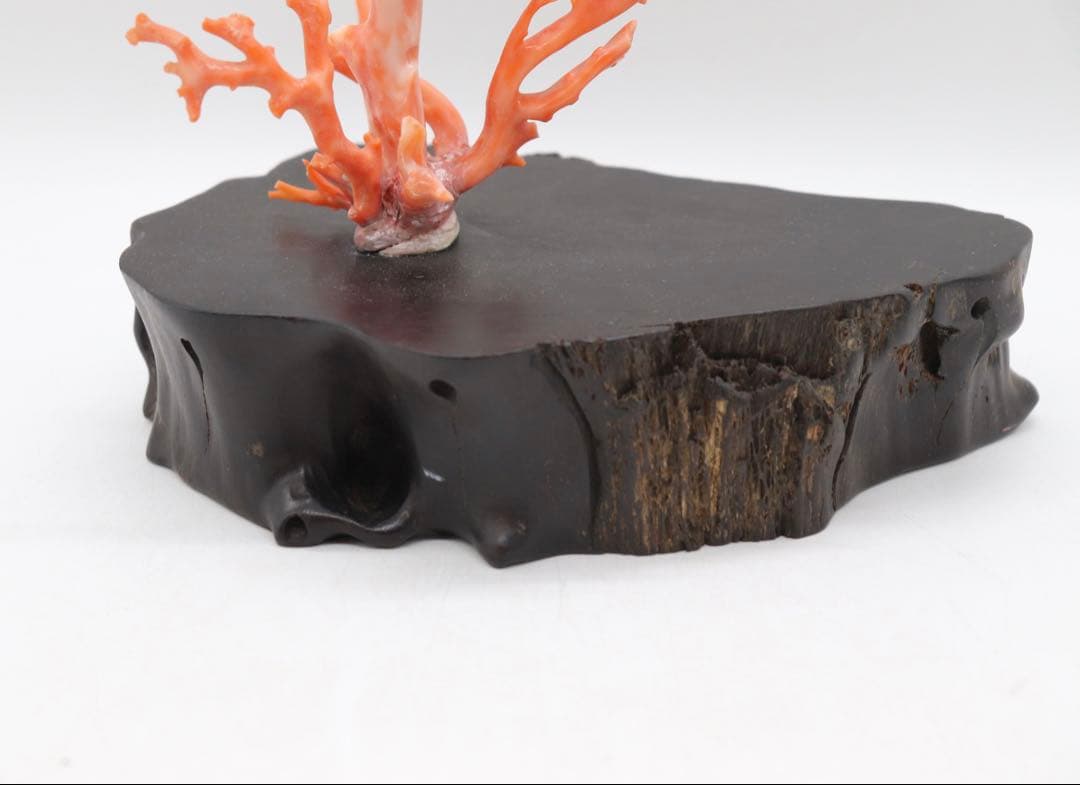本珊瑚　黒柿台　桃色珊瑚　置物　960g 送料込み250731