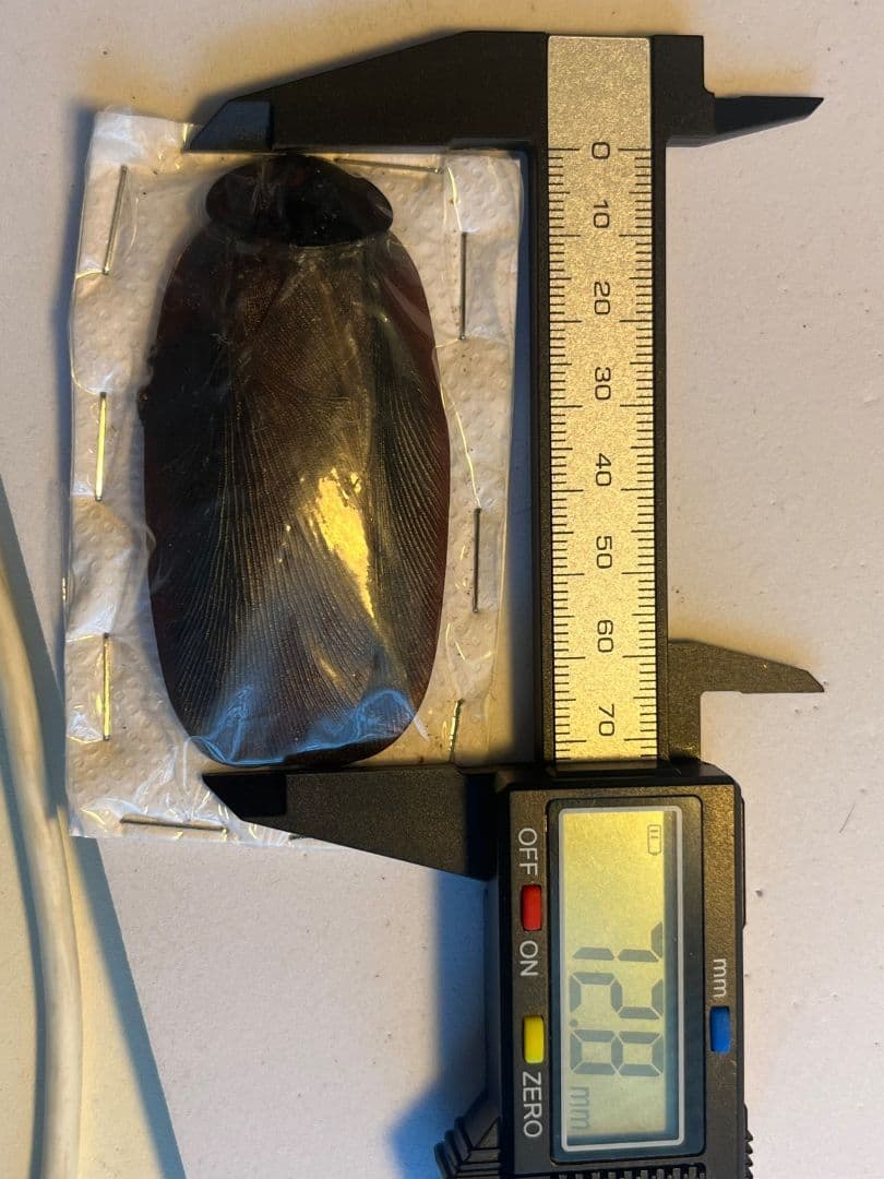 【極小】マンモスゴキブリ ナンベイオオチャバネゴキブリ ローチ　昆虫標本