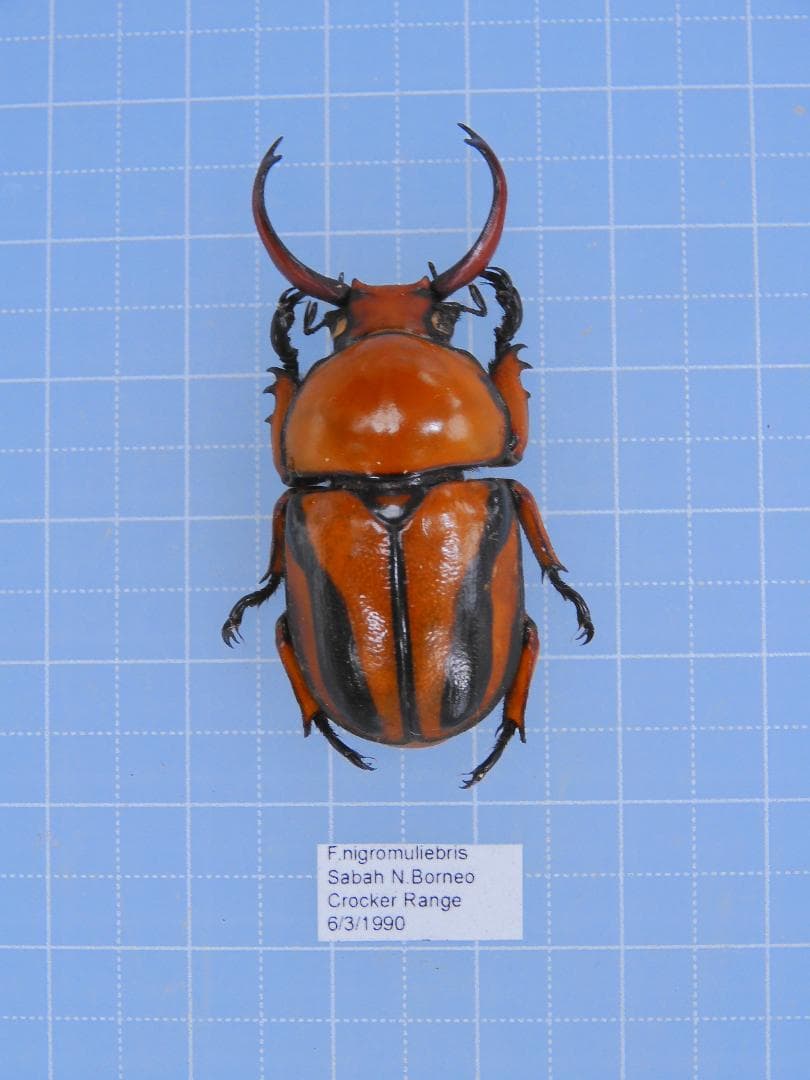 ボルネオ産　クロスジクワガタコガネ　43mm