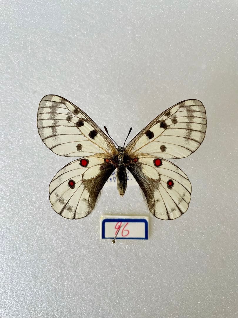 パルナシウス・ブレメリ（1オス・韓国）