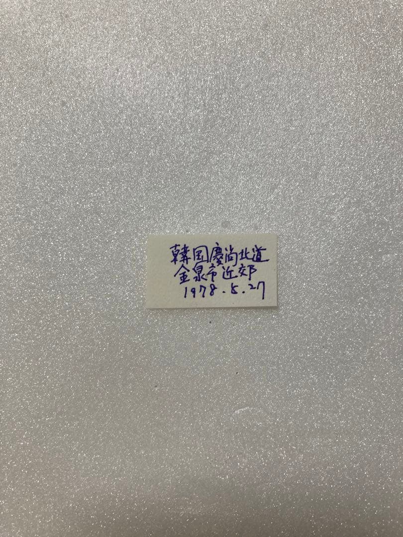 パルナシウス・ブレメリ（1オス・韓国）