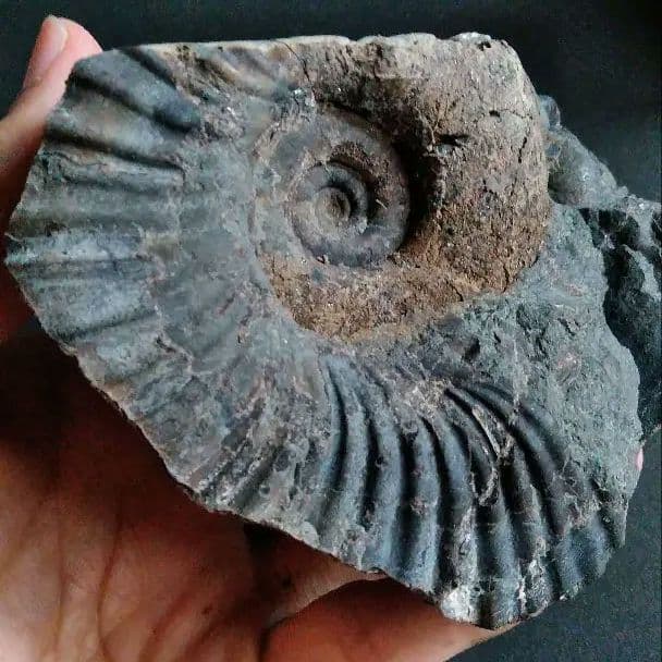 化石　標本　ノジュール原石　アンモナイト　国産　球状コンクリーション