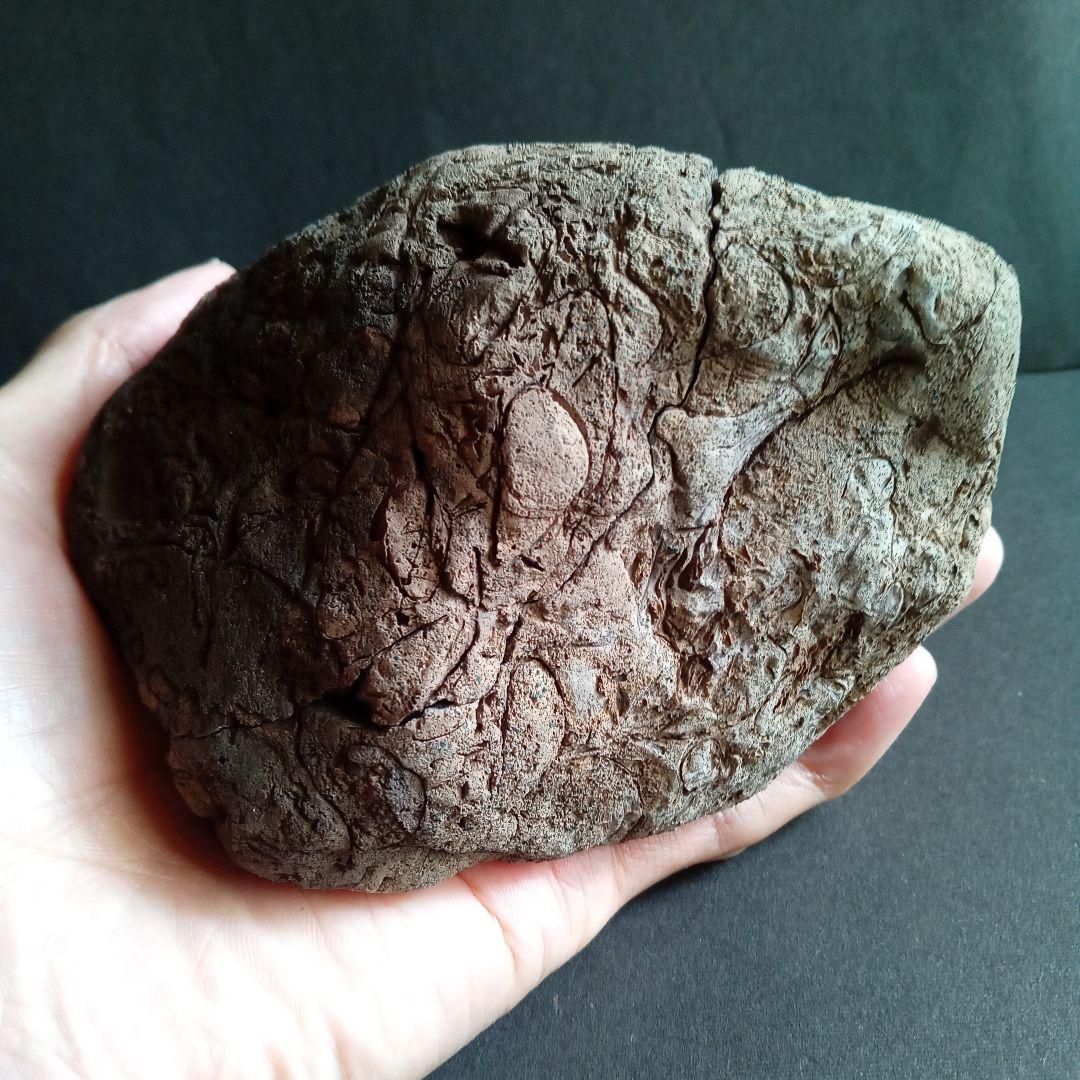 化石　標本　ノジュール原石　アンモナイト　国産　球状コンクリーション