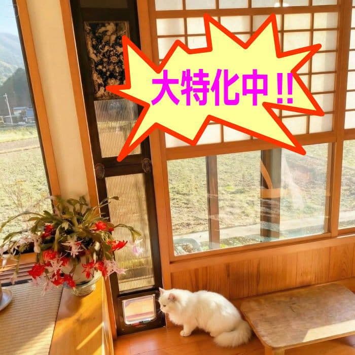 [行って返る君]　ペットドア　子犬 猫用　新年キャンペーン中