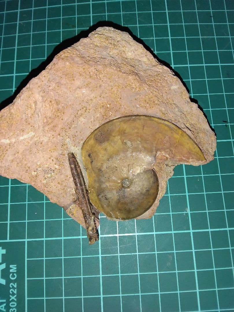 ドイツ産　アンモナイト　オキシセライテス　希少　ベレムナイト　化石