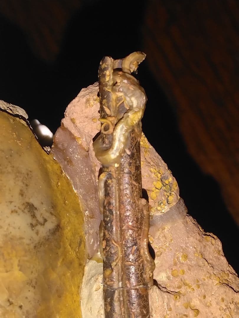 ドイツ産　アンモナイト　オキシセライテス　希少　ベレムナイト　化石