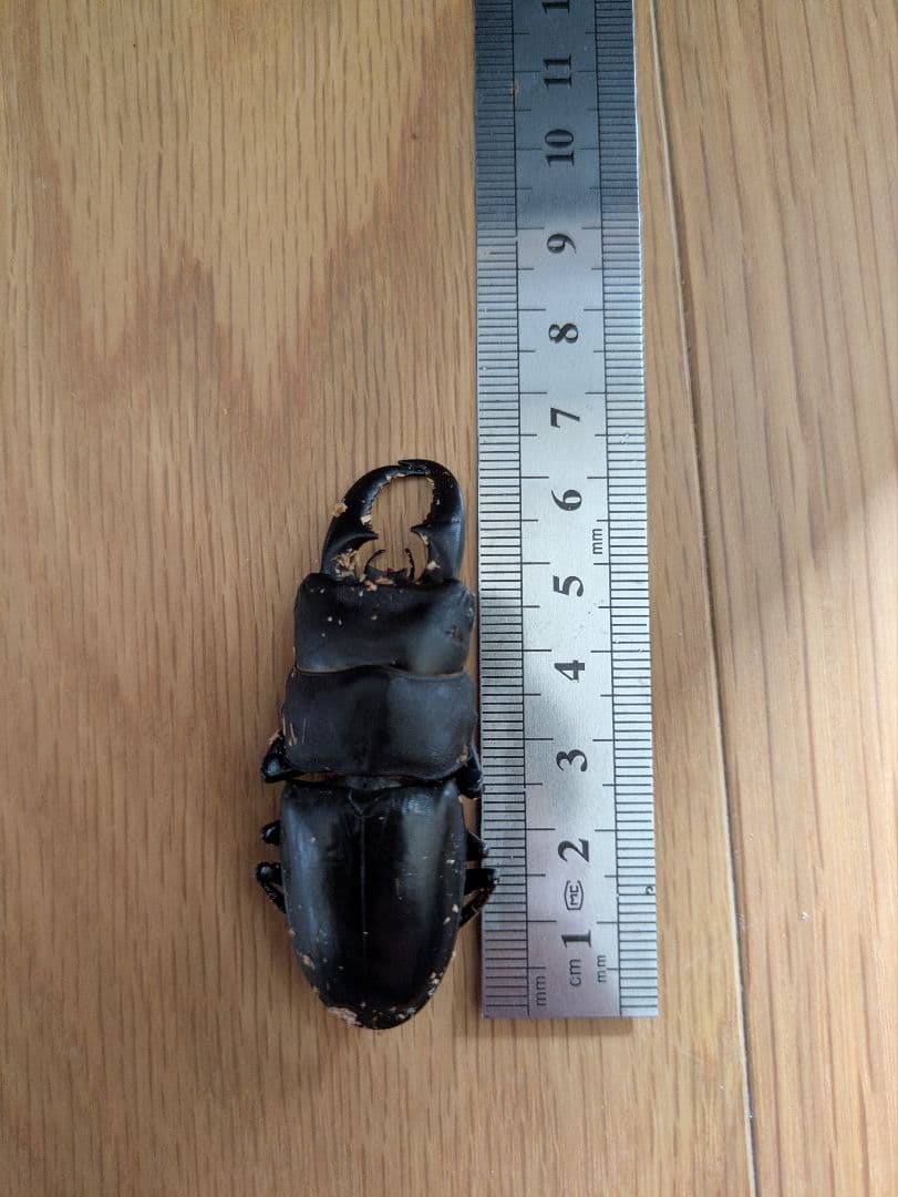 オキナワヒラタクワガタ約68ミリ　標本用