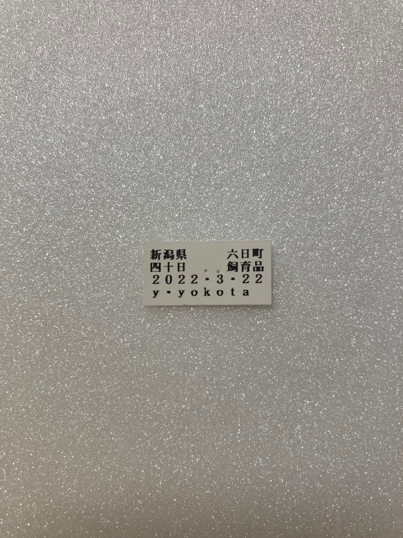 【イエロテール】ギフチョウ（1メス、新潟県）