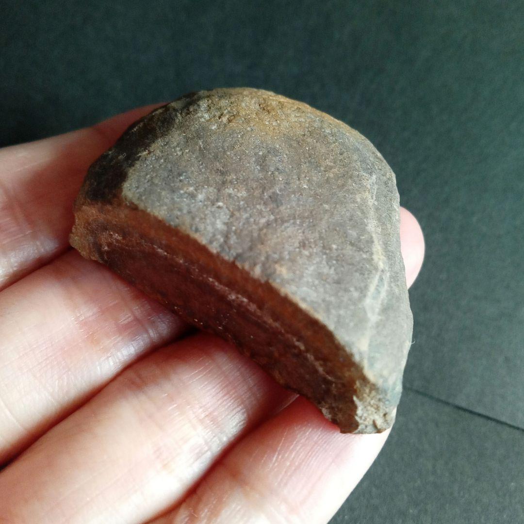 化石標本　植物　古生代　石炭紀　シダ種子類