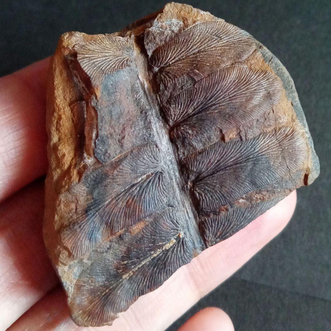 化石標本　植物　古生代　石炭紀　シダ種子類