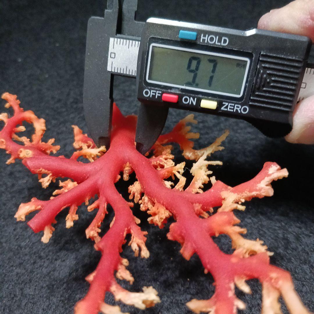 Y2678-1 国産赤珊瑚原木 血赤珊瑚 総重量28.7g 太軸