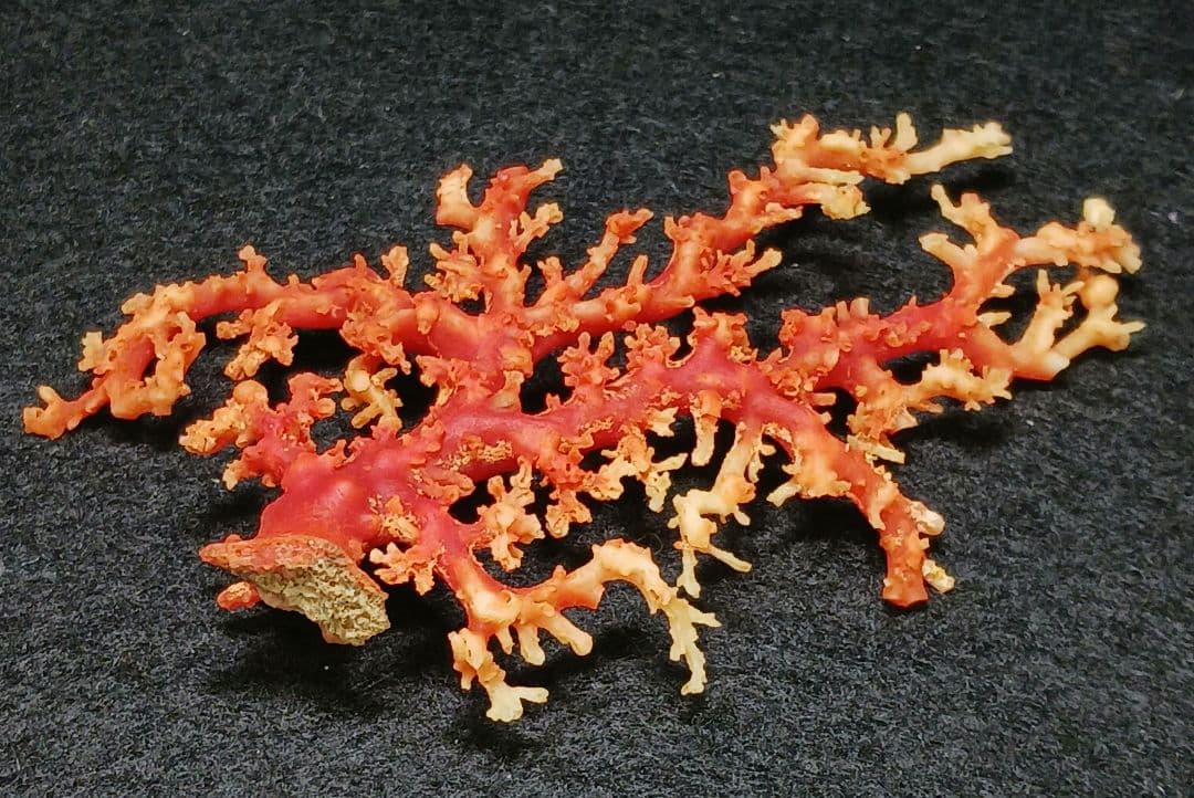 Y2678-1 国産赤珊瑚原木 血赤珊瑚 総重量28.7g 太軸