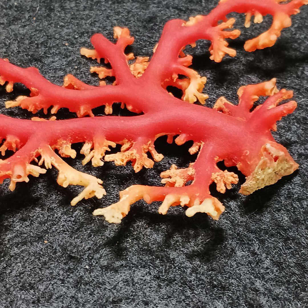 Y2678-1 国産赤珊瑚原木 血赤珊瑚 総重量28.7g 太軸