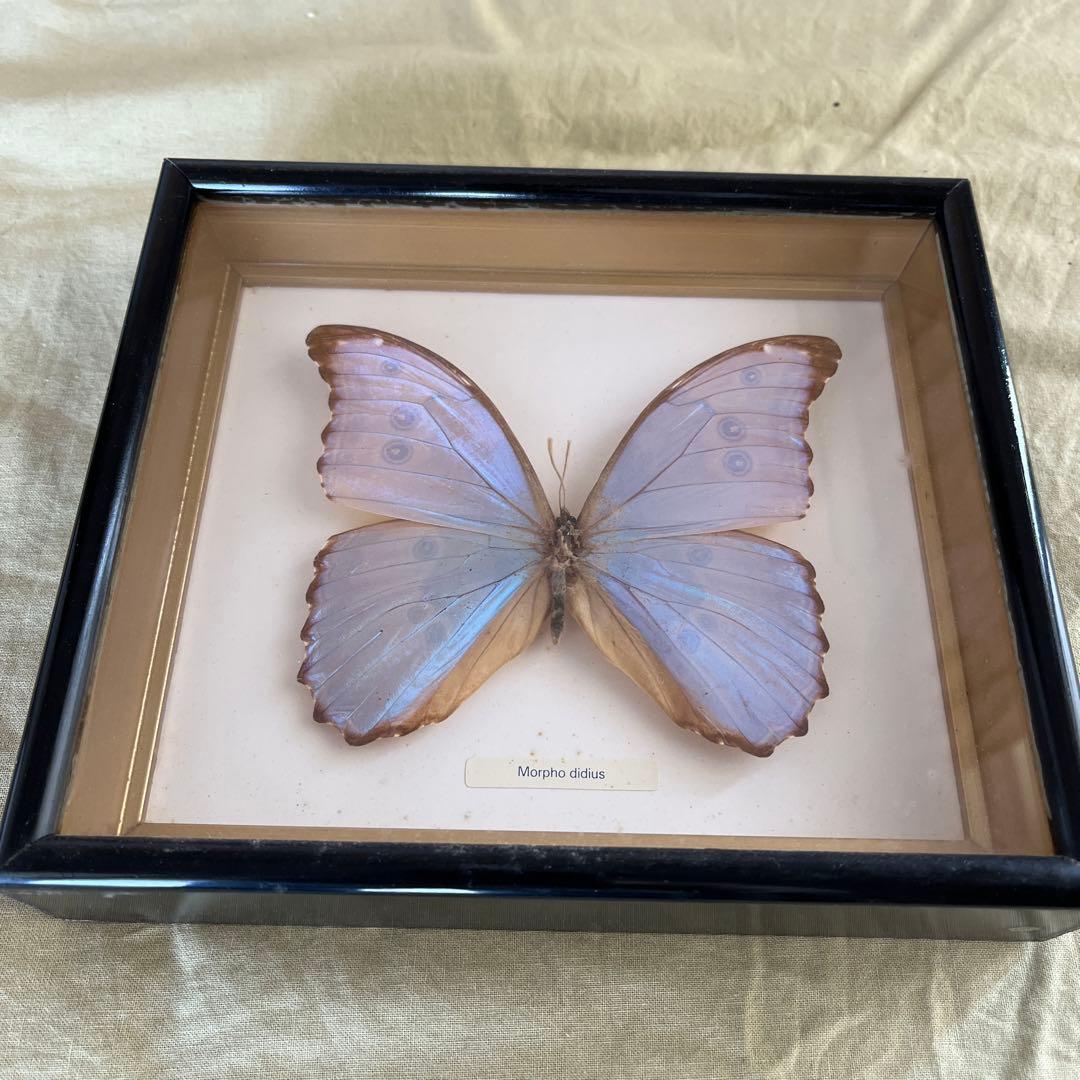 Morpho didius 標本